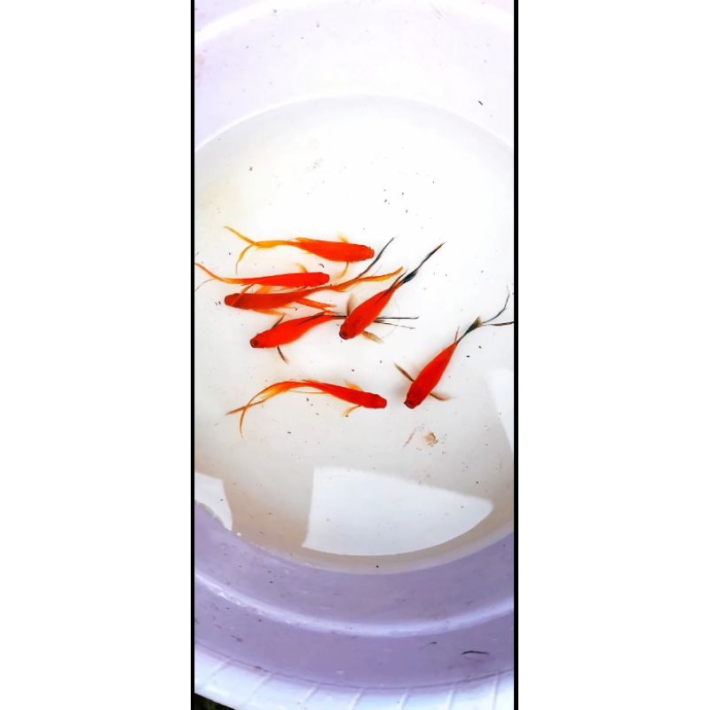 Platy Wagtail Slayer (long fin)