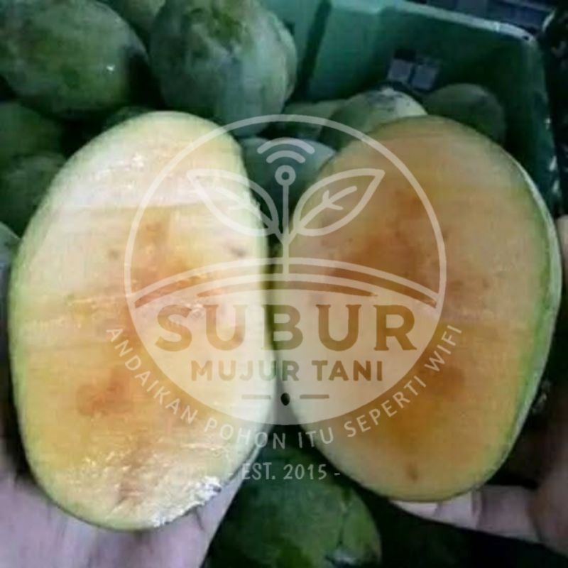 BIBIT MANGGA MADU/MANALAGI/LALIJIWA SUPER CEPAT BERBUAH