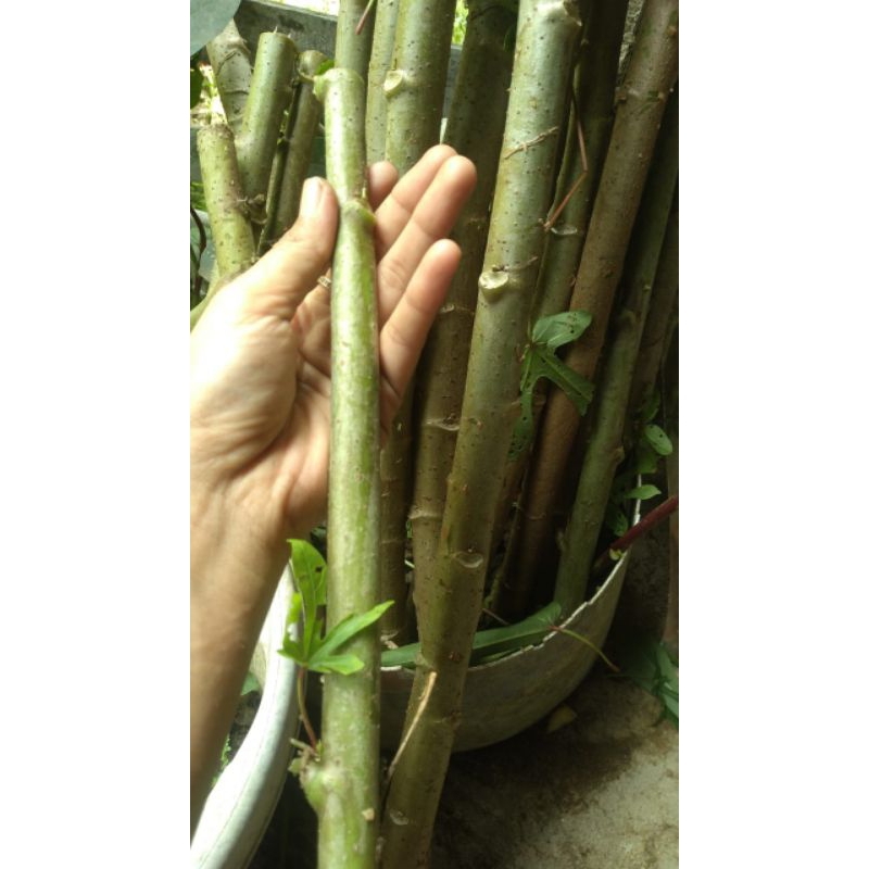 Bibit TELO Papua pakan ternak