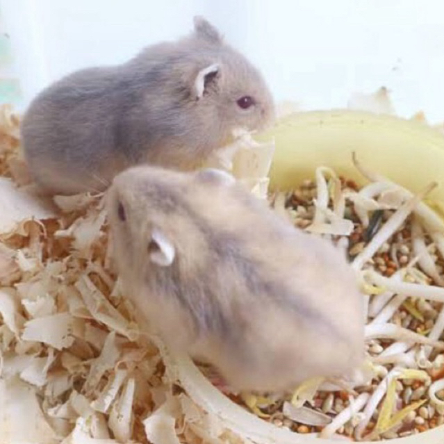 [TERLARIS] Hamster Winter White Blue Argente Anakan