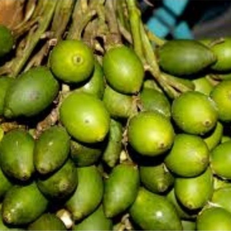 

buah pinang muda super obat herbal 1 kg