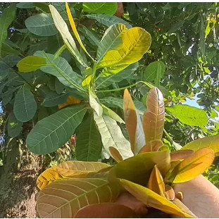 Daun Jambu Mede Muda - 250 Gram
