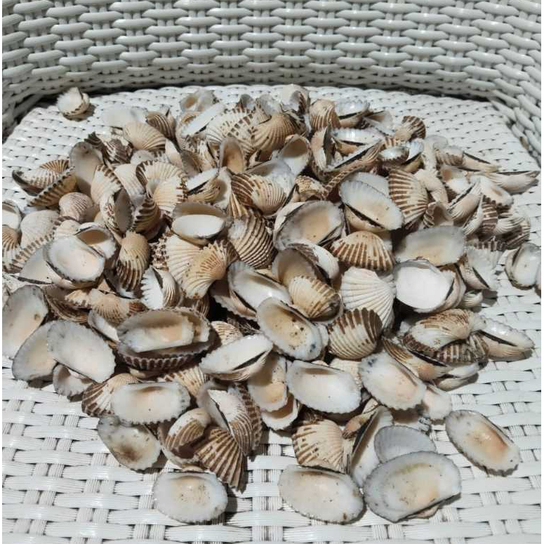 KULIT KERANG DARA 1 KG CANGKANG KERANG DARA