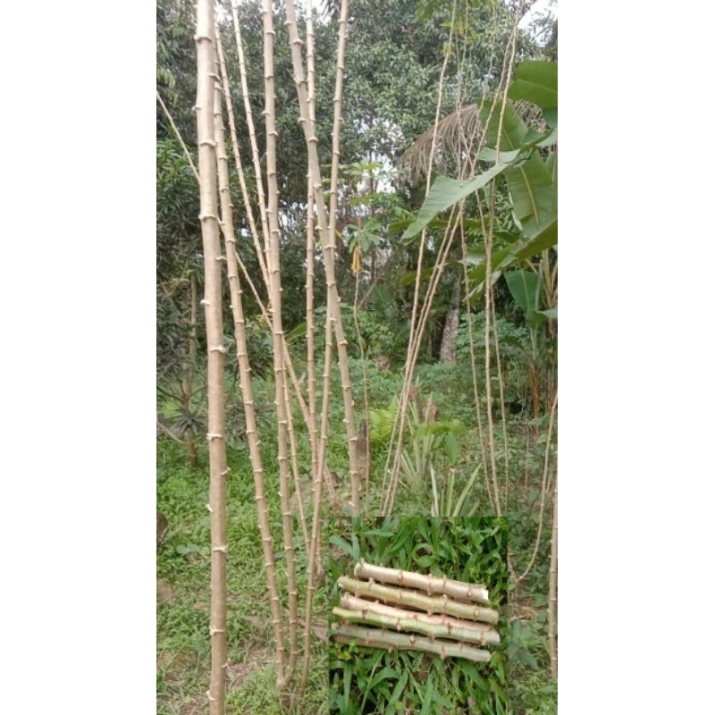 bibit singkong,ubi kayu,ketela pohon super empuk 1kg