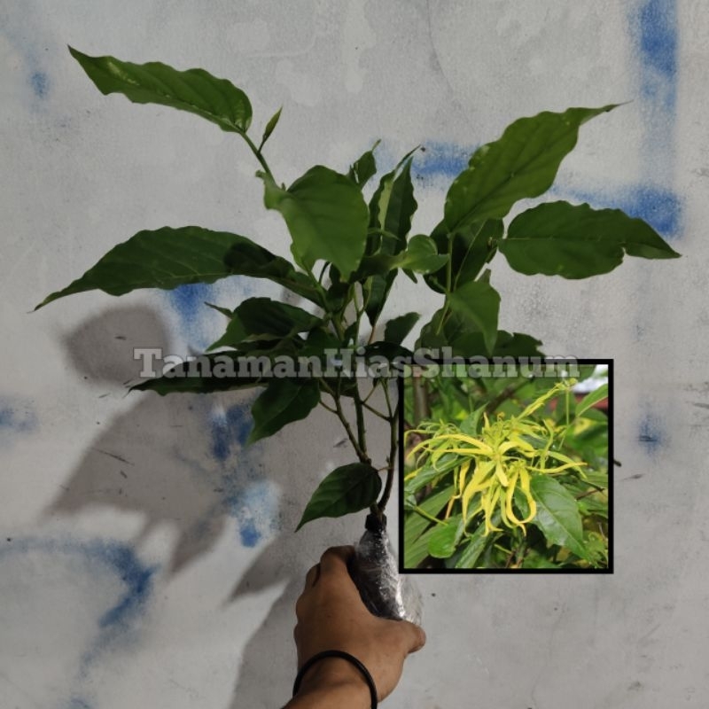 Promo COD bibit pohon bunga kenanga - bibit bunga kenanga - tanaman hias bunga kenanga - bibit bunga