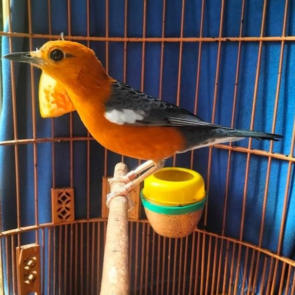 Anis Merah trotol garansi jantan Pilihan Mulus Prospek