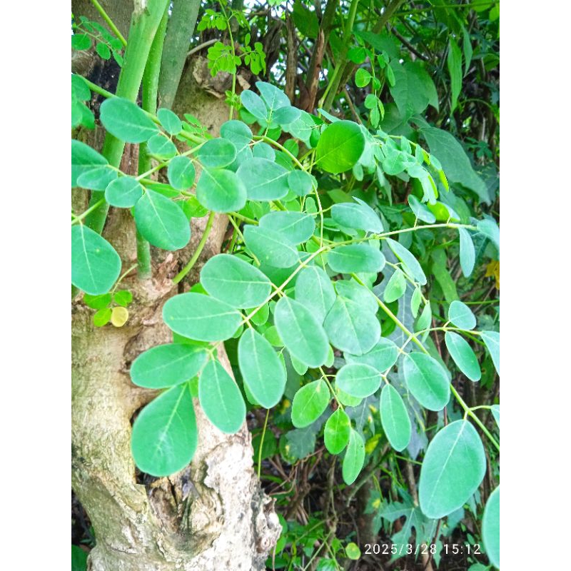 

DAUN KELOR SEGAR 100gr