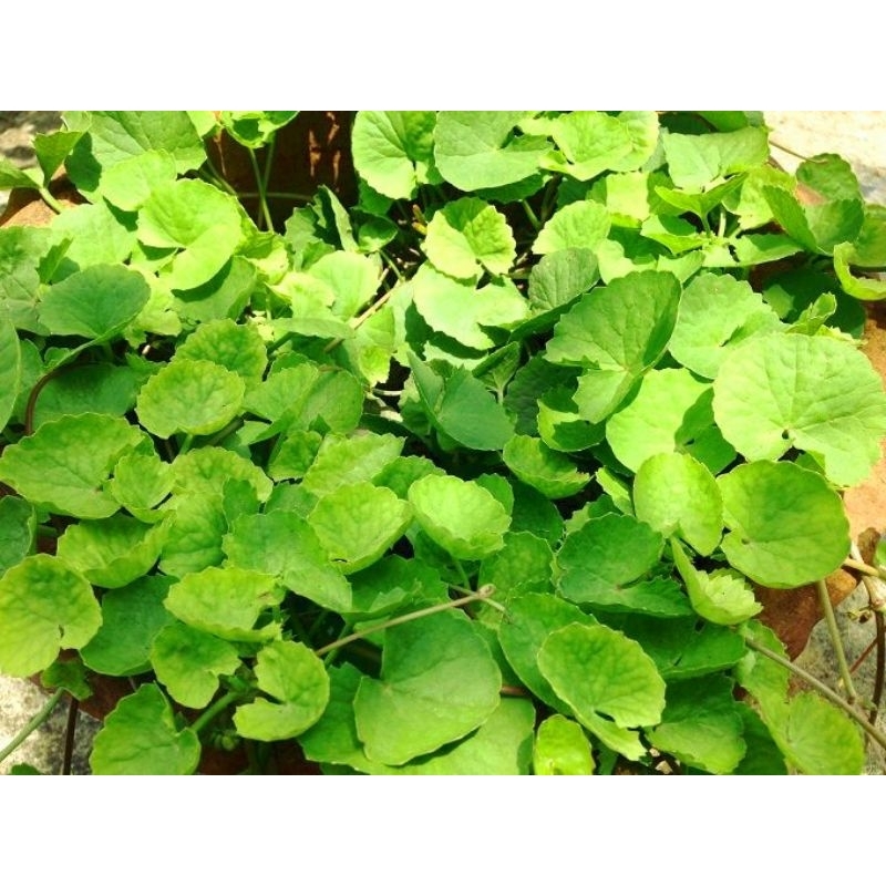 

Daun Pegagan Segar Organik 100gr- Solusi kesehatan Tubuh dan pikiran