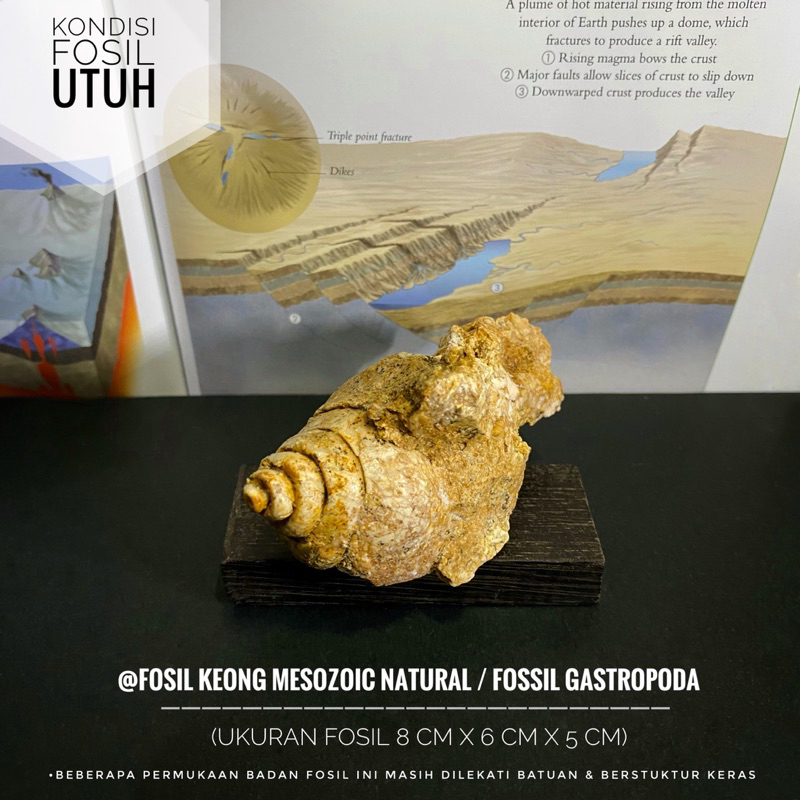 Fosil Keong Natural B3 atau Fossil Gastropoda Purba atau Fosil Kerang atau Fosil Kol Buntet Alam ata