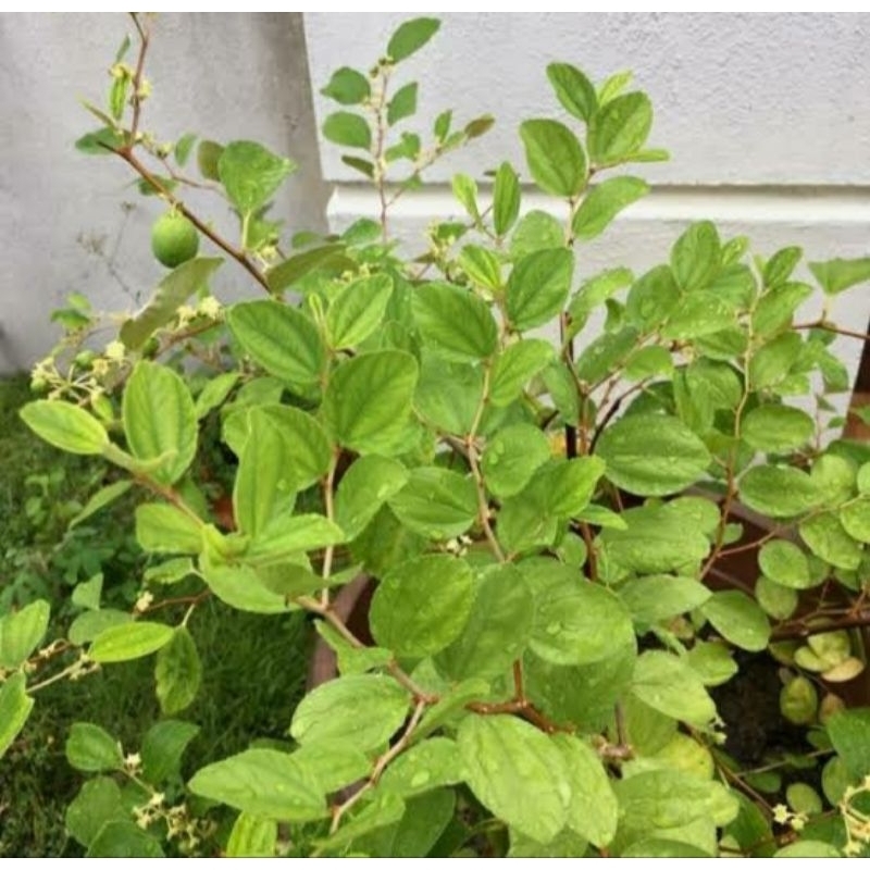 

DAUN BIDARA ARAB SEGAR 100 LEMBAR