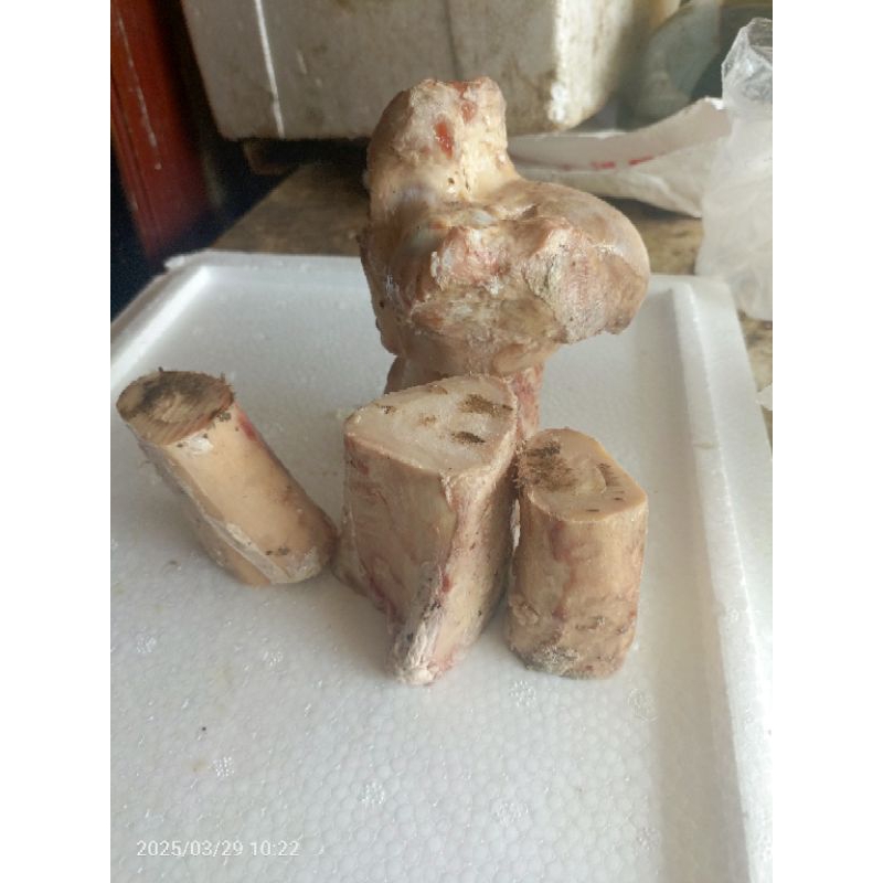 

tulang sumsum paha sapi premium (legbone) 1 kg