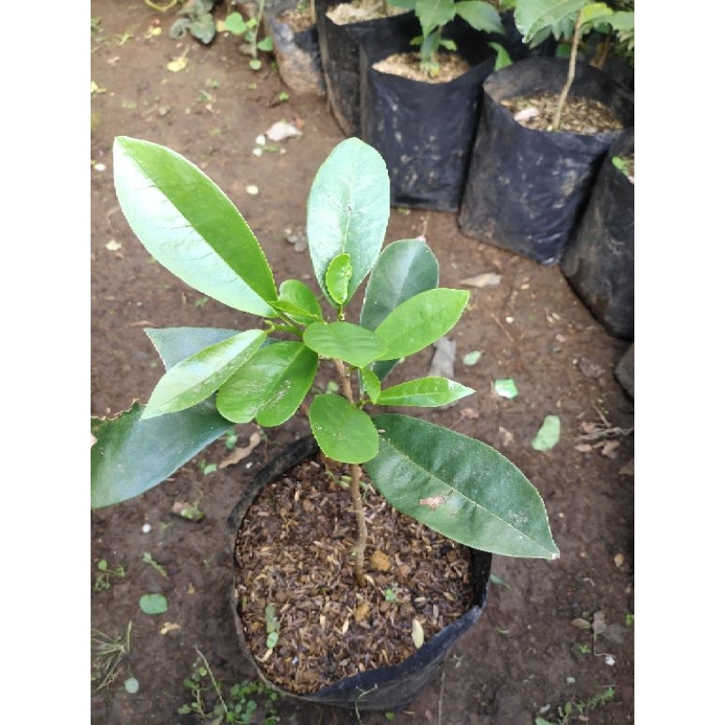 Bibit tanaman buni atau huni rujak buah rujak