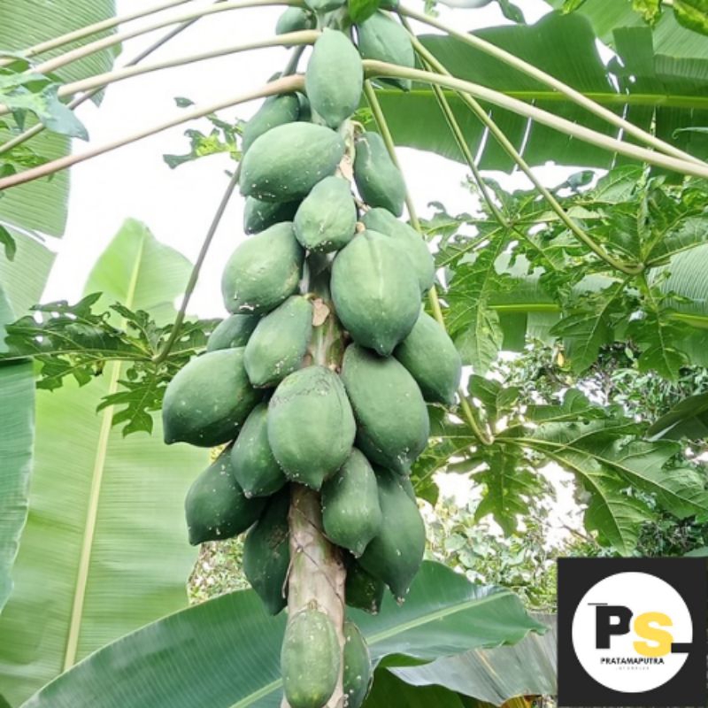 

PEPAYA MUDA FRESH | Dipetik saat di pesan