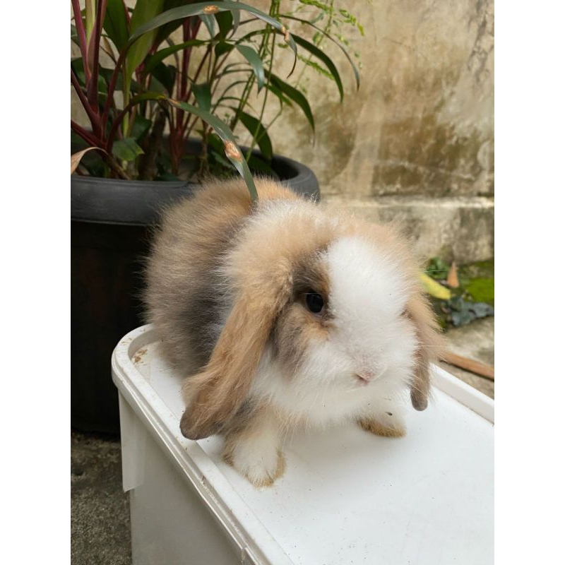 KELINCI FUZZY LOP