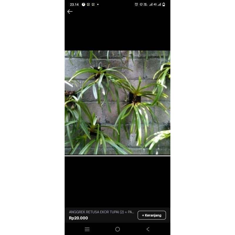 anggrek retusa ekor tupai(2)+papan pakis+kawat gantung