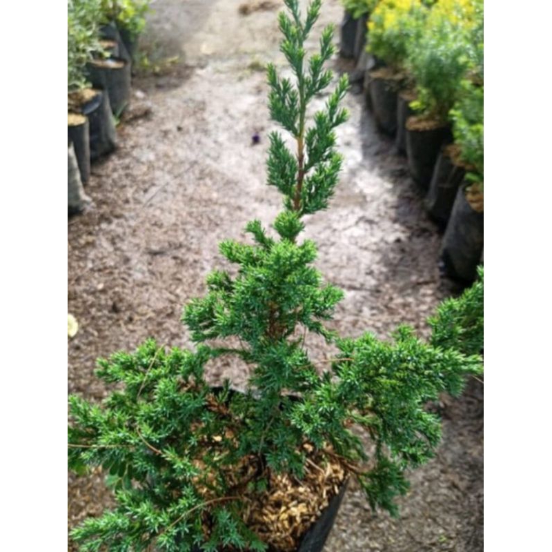 Cemara bajol/cemara Buaya bahan bonsai