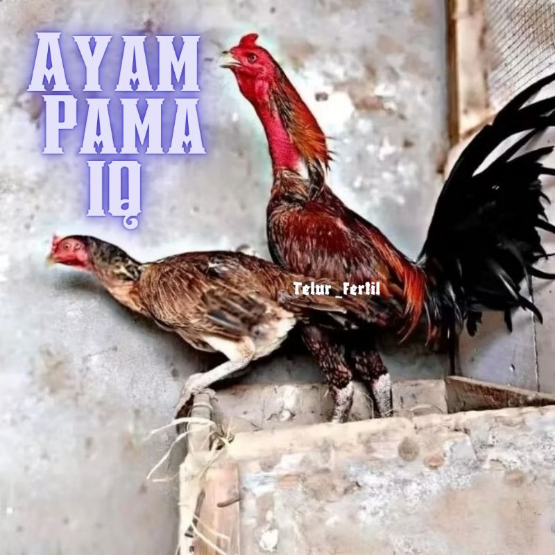 

telur ayam Pama iq untuk di tetaskan