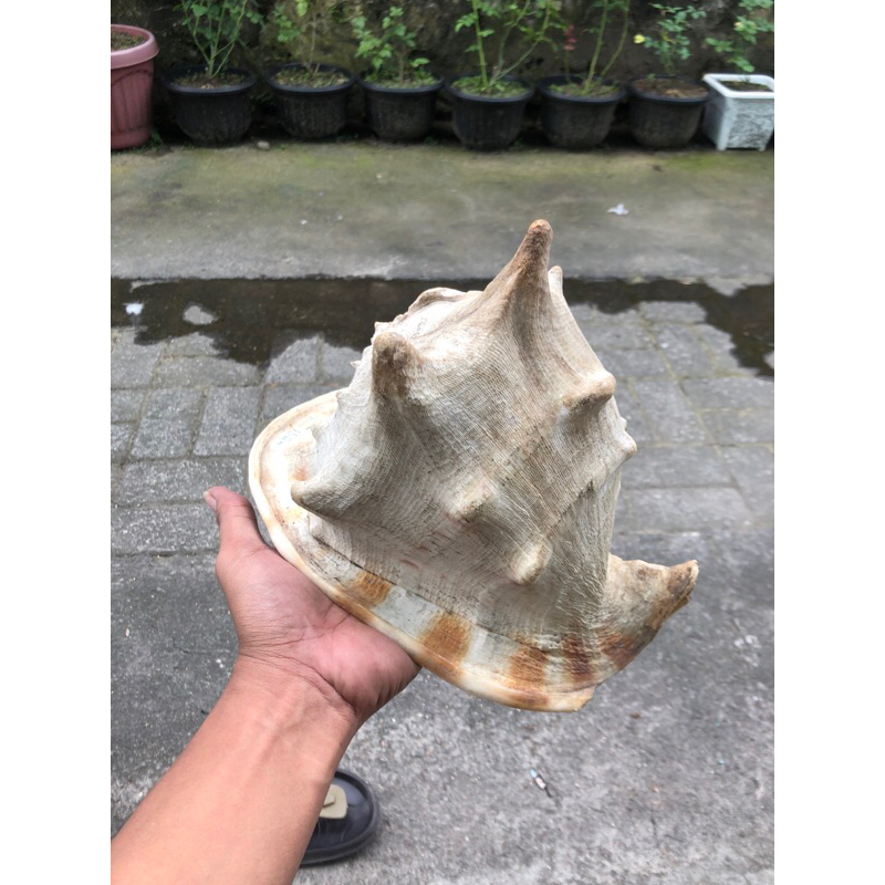 

cangkang kerang keong kepala kambing