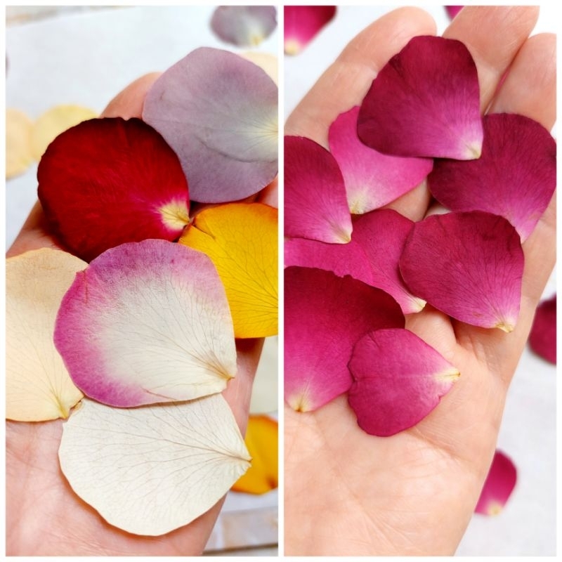 Pressed Rose Petals - Kelopak Mawar press - Rose dried flower - Mawar kering - Dried flower - Presse