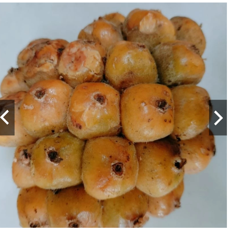 

Asam Cikala Patikala Segar-Asam Cikala khas Medan