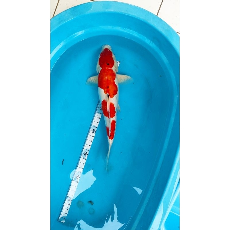 ikan koi blitar sanke doitsu 48
