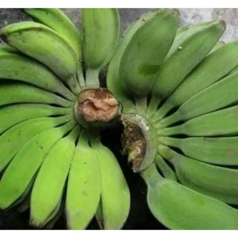 

pisang kepok 1 sisir