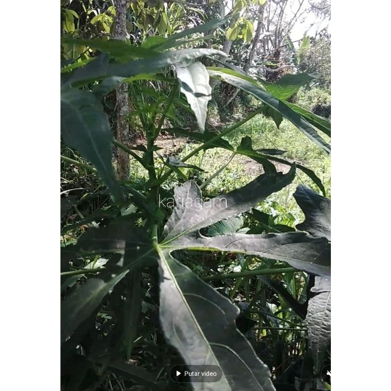 

DAUN GEDI ALIAS DAUN PARASETAMOL,PANAS DALAM KABUR 500 Gr