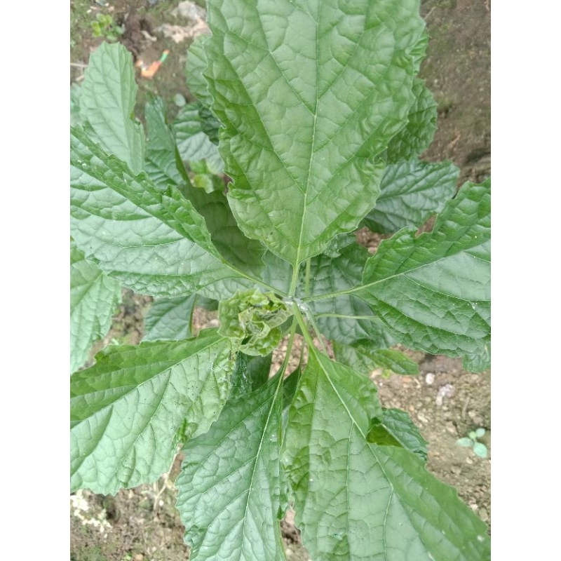 

daun keji beling segar herbal