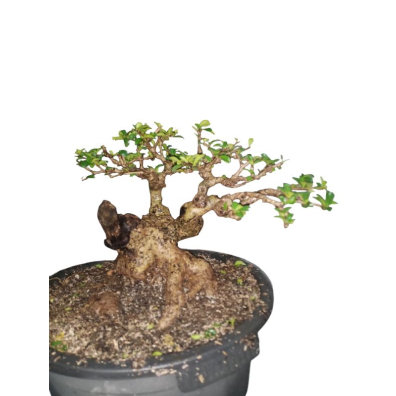 Bonsai Hokiantea Bunga Bahan Small to Mame Tua Bogel Berkarakter