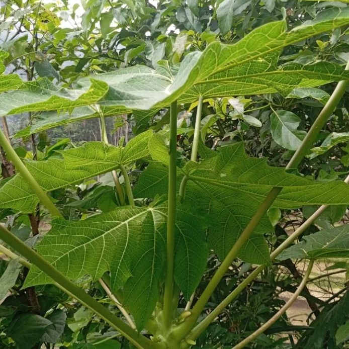 

Daun pepaya muda untuk lalapan paket 1 kg
