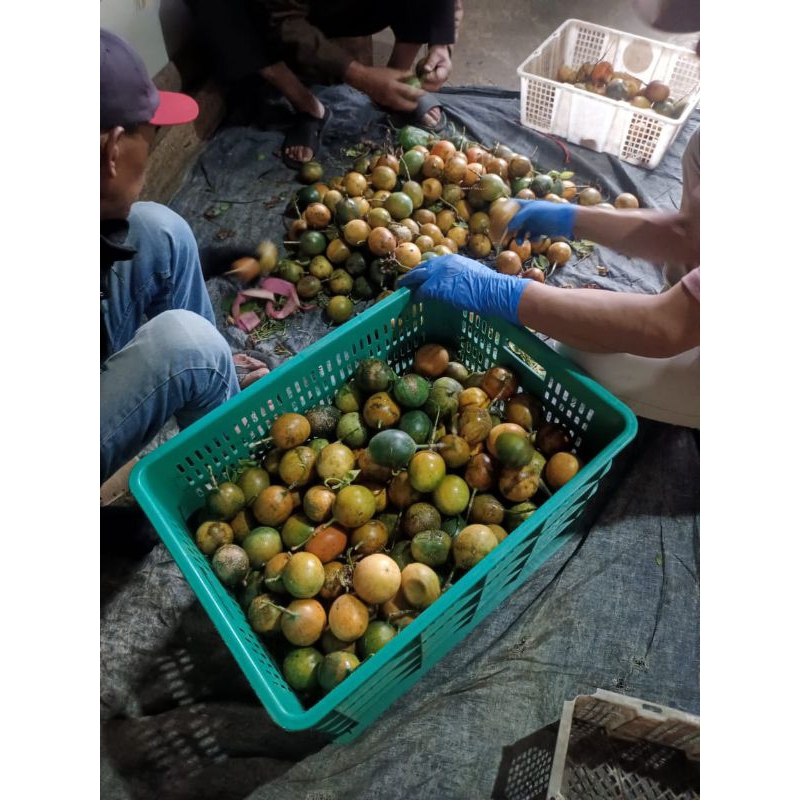 

Markisa Madu Manis Segar Langsung Petik dari kebun 1 kg