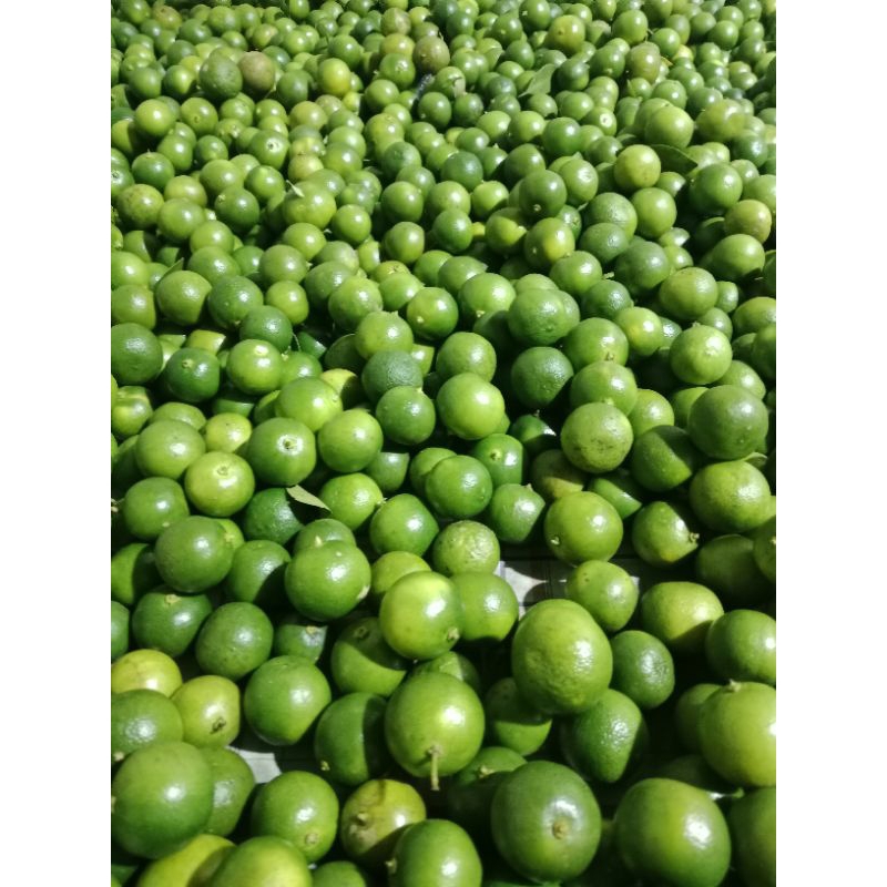 

Jeruk sonkit termurah/Jeruk kasturi/Jeruk kunci/Lemon cui/Jeruk kalamansi buah segar 400gr
