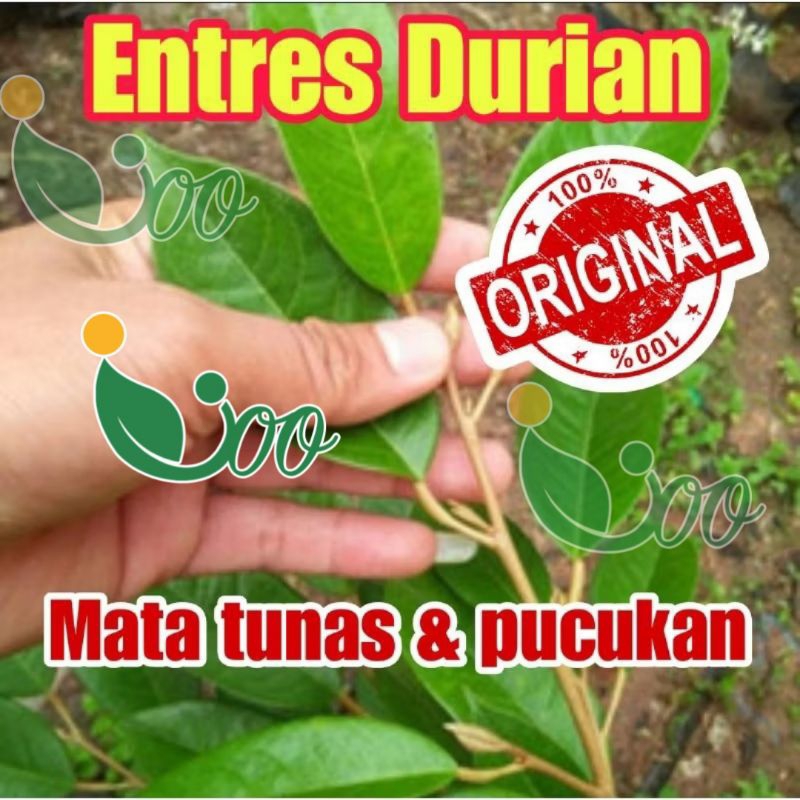 ENTRES DURIAN MATA TUNAS DAN PUCUKAN BAWOR MUSANGKING DURI HITAM