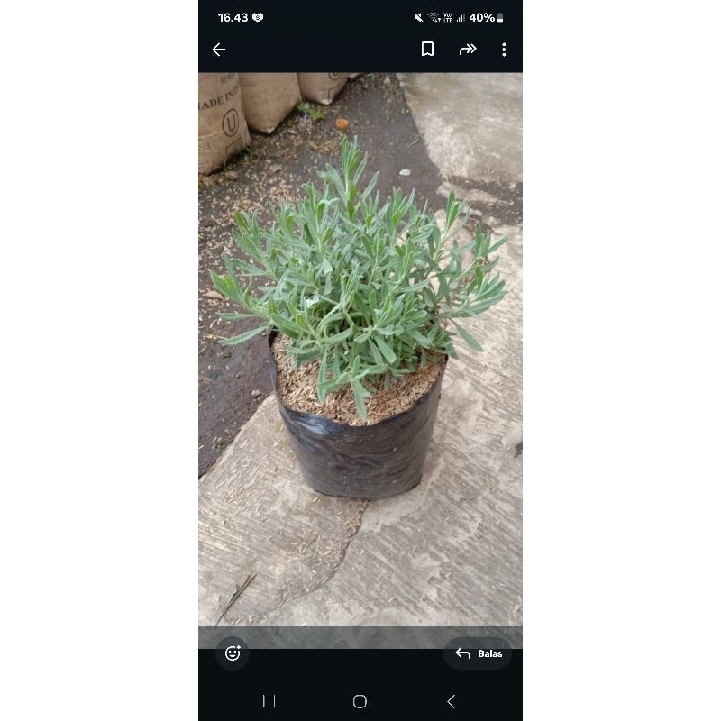 Tanaman Lavender Asli Ukuran Sedang / english lavender