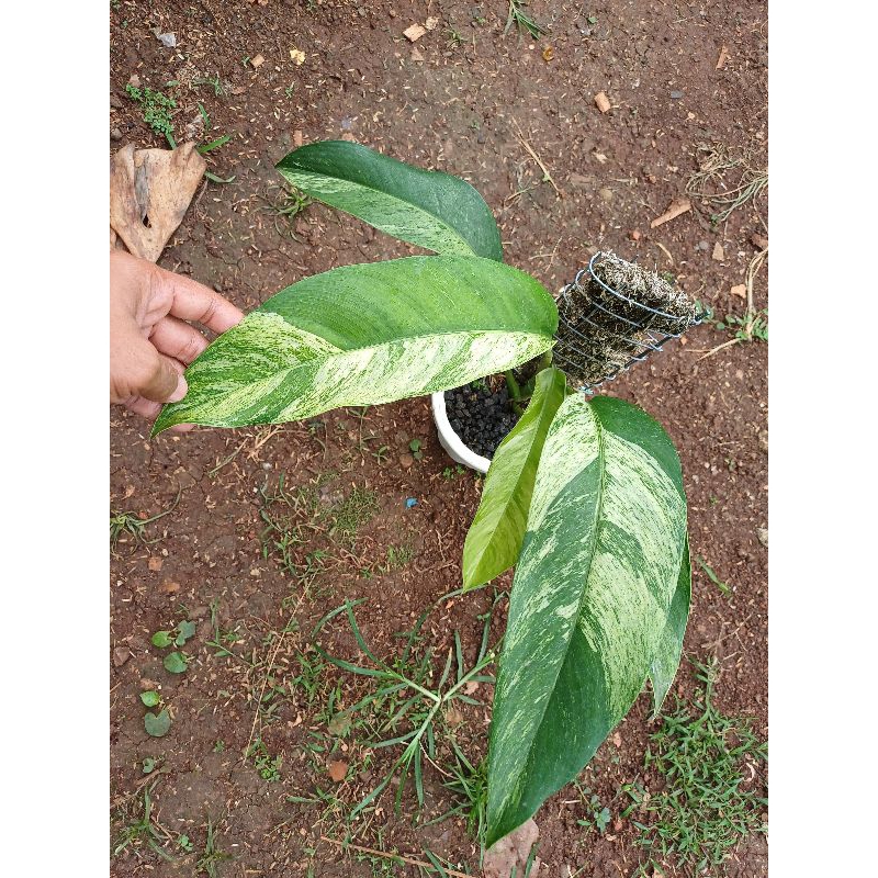 Epipremnum Giganteum Variegata