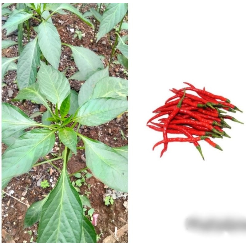 

pohon cabe merah kriting siap berbuah tinggal tanam