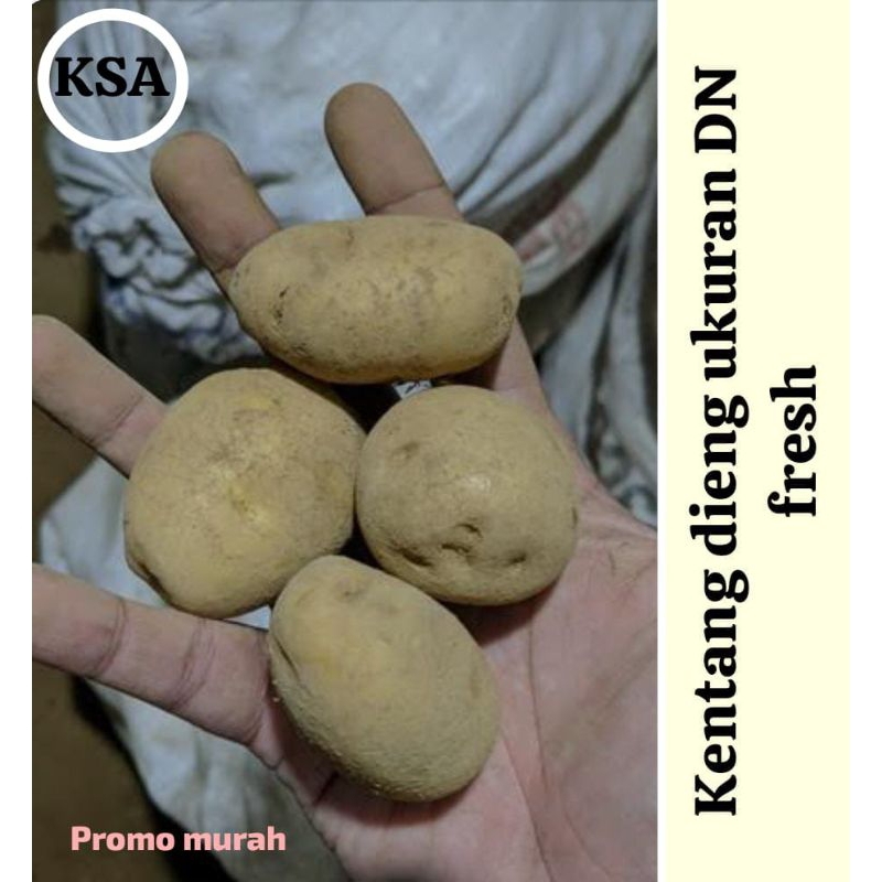 

kentang dieng ukuran DN murah 1 kg legit