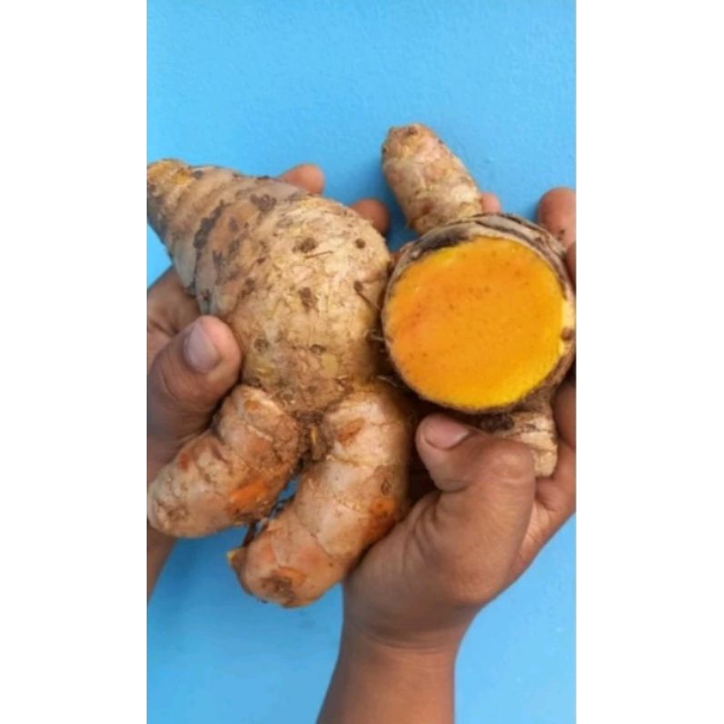 

Temu Lawak Segera Asli Alami 1 kg