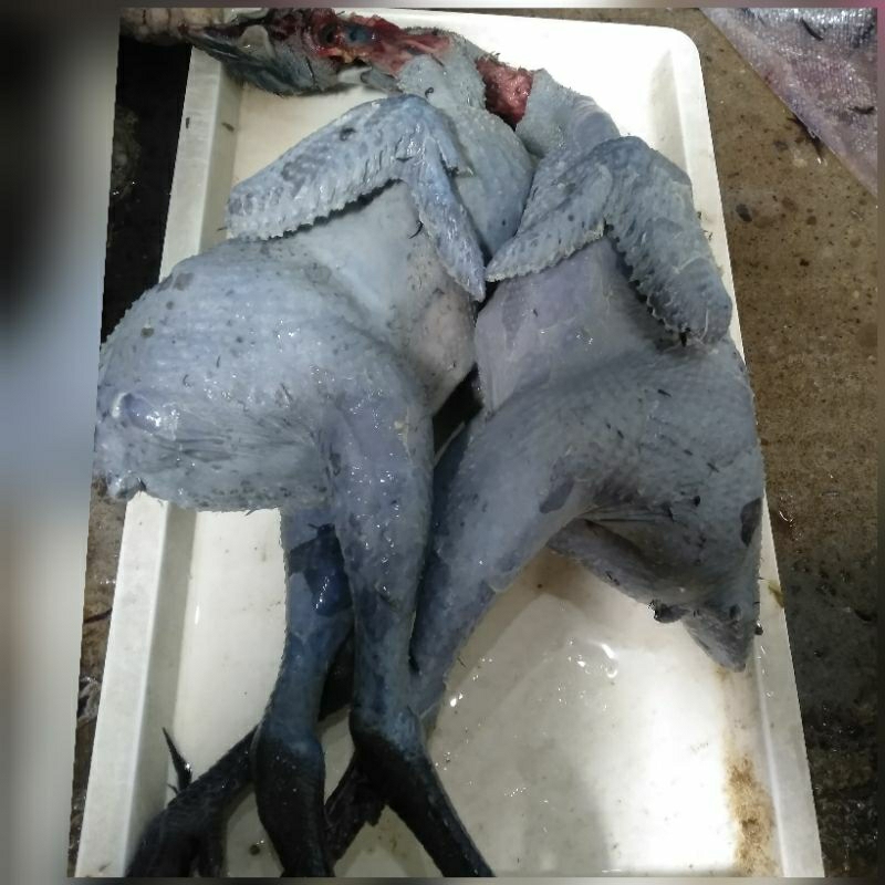 ayam hitam/ayam hitam cemani