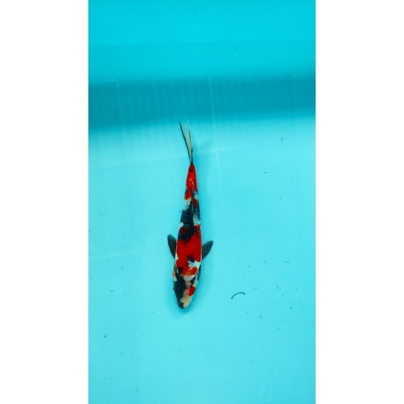 ikan koi blitar showa doitsu 22 cm