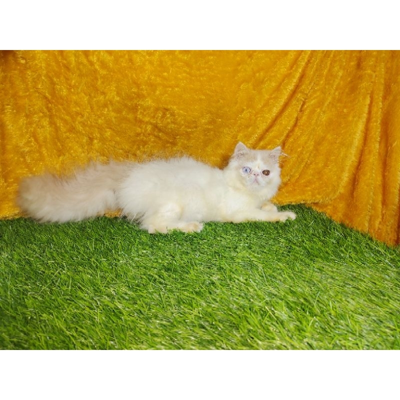 BonekaPersiaPeaknose