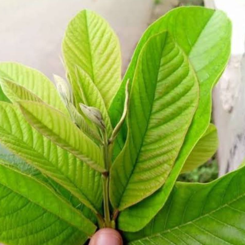 

Pucuk daun jambu biji segar 250 gram