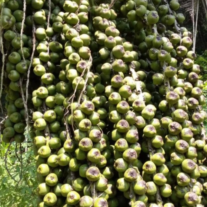 

Mentah - Buah pohon aren segar paket 5 pcs