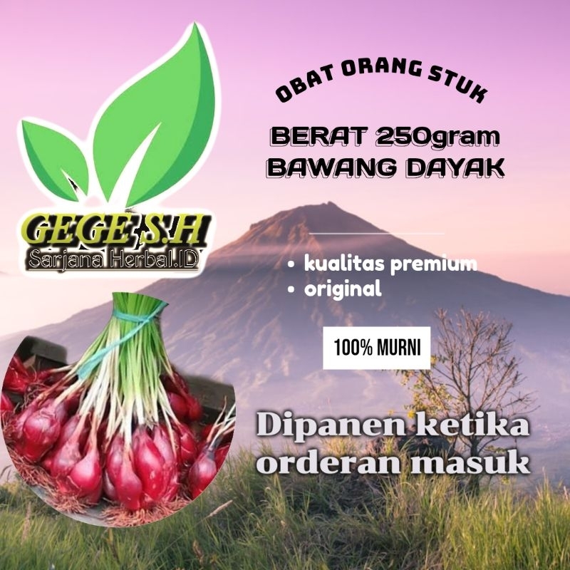 

bawang Dayak segar 250gram obat herbal sakit strok (Eleutherine bulbosa) di panen ketika ada orderan masuk