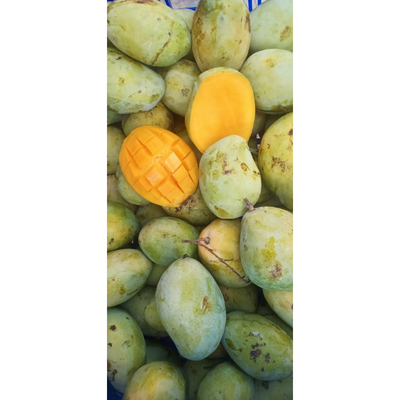 

Mangga Budiraja & mangga Indramayu