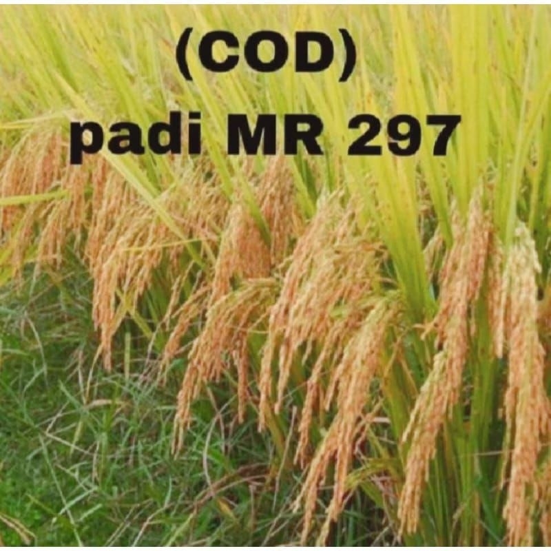 BENIH PADI MR 297 1KG