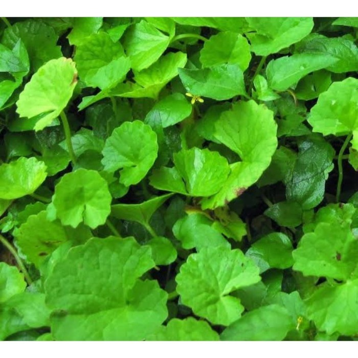 

Daun Pegagan Daun antanan segar 250gram Lalapan Daun Antanan