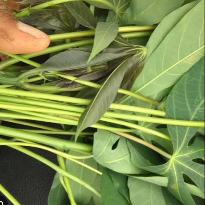 

Daun singkong sapikuru asli segar paket 250 gram - HT
