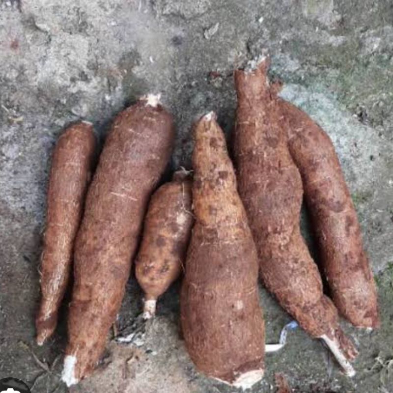 

Singkong sapikuru asli segar paket 500 gram - HT