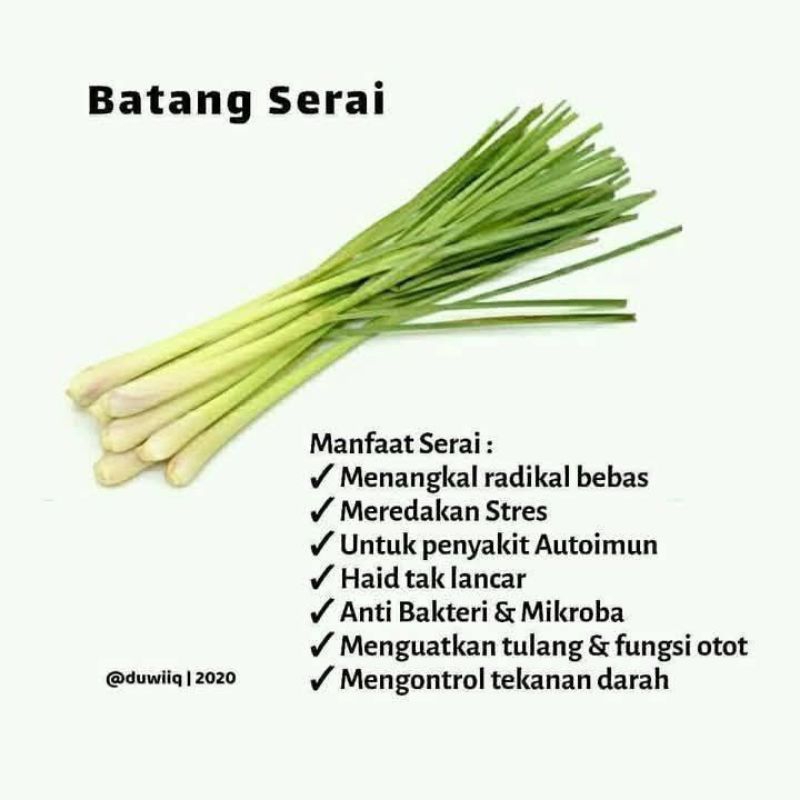 

batang serai